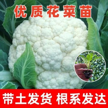 六十天优质有机花菜苗专业育苗基地直发
