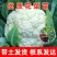 六十天优质有机花菜苗专业育苗基地直发