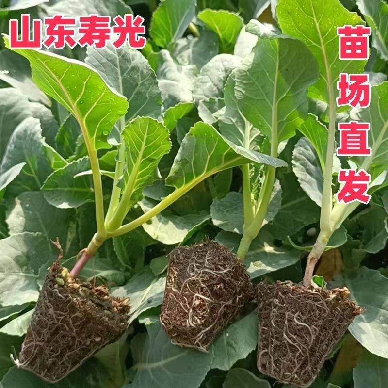 六十天优质有机花菜苗专业育苗基地直发