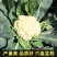 六十天优质有机花菜苗专业育苗基地直发