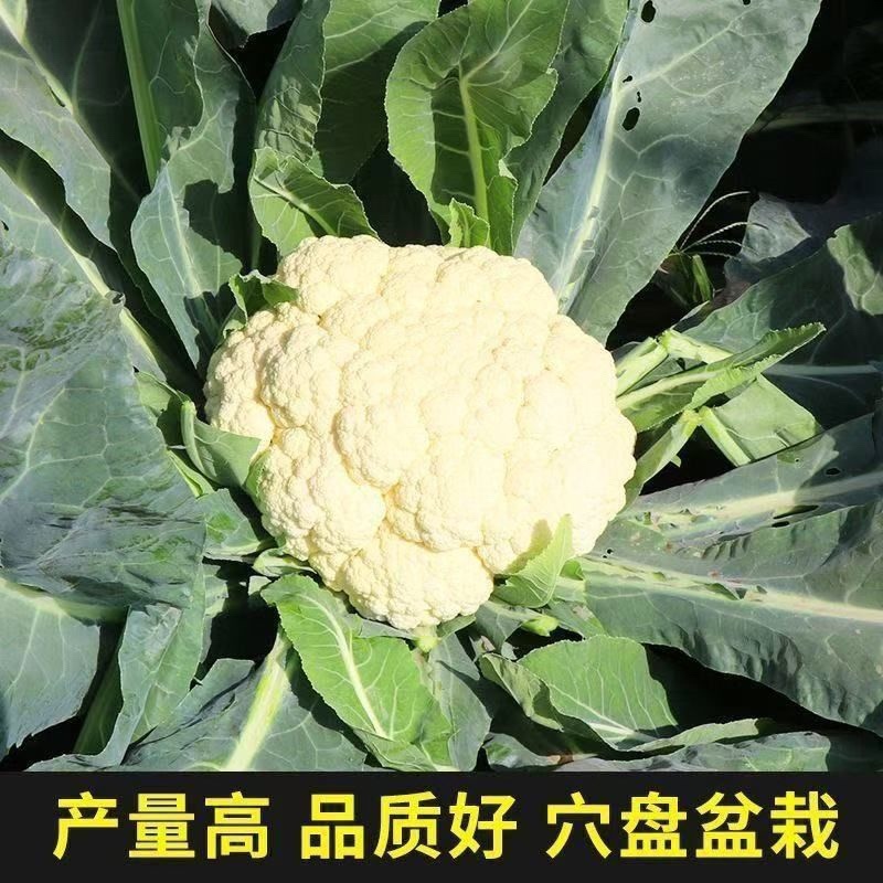 六十天优质有机花菜苗专业育苗基地直发