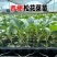 六十天优质有机花菜苗专业育苗基地直发