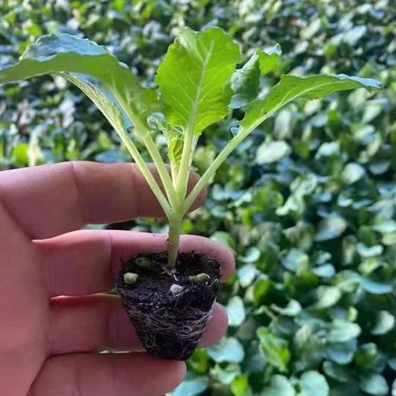 六十天优质有机花菜苗专业育苗基地直发