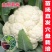 六十天优质有机花菜苗专业育苗基地直发