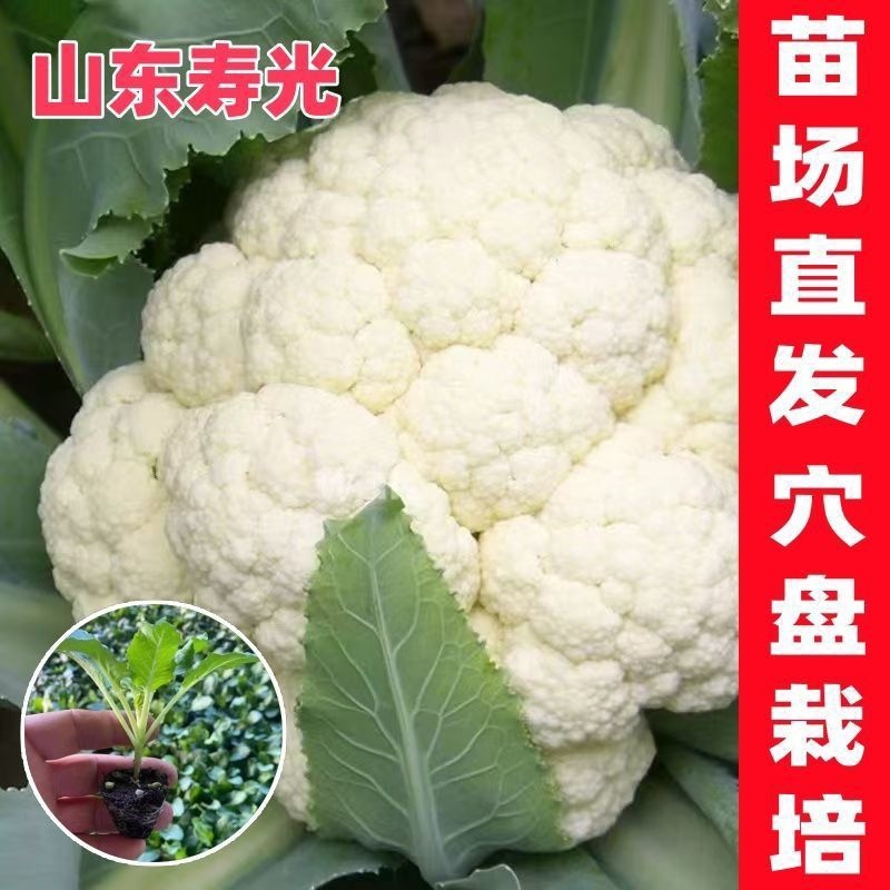 六十天优质有机花菜苗专业育苗基地直发