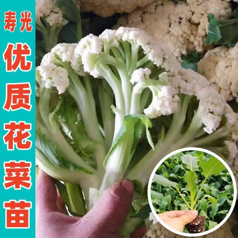 六十天优质有机花菜苗专业育苗基地直发