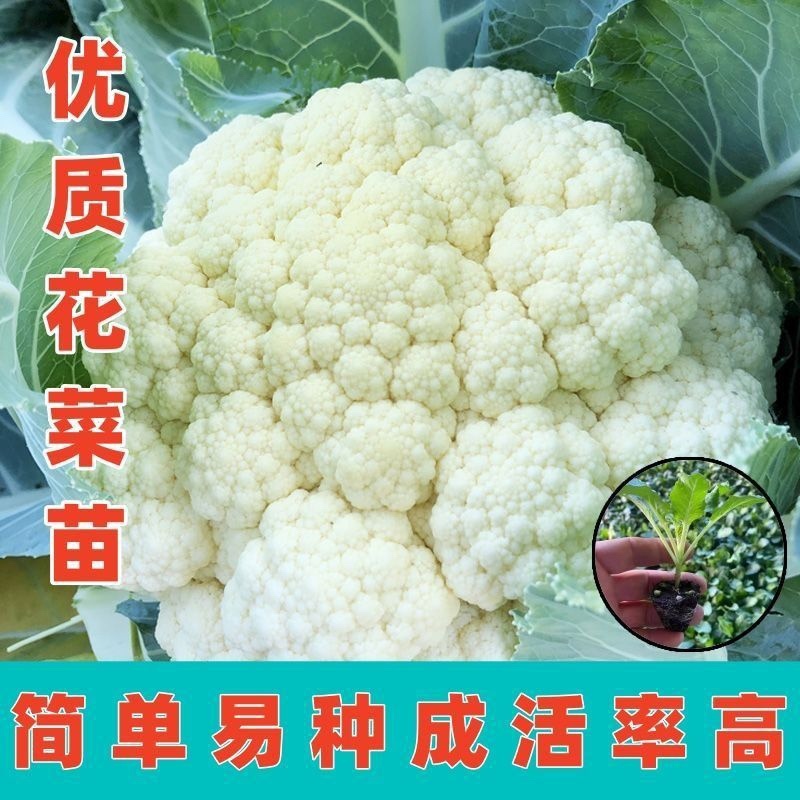 六十天优质有机花菜苗专业育苗基地直发
