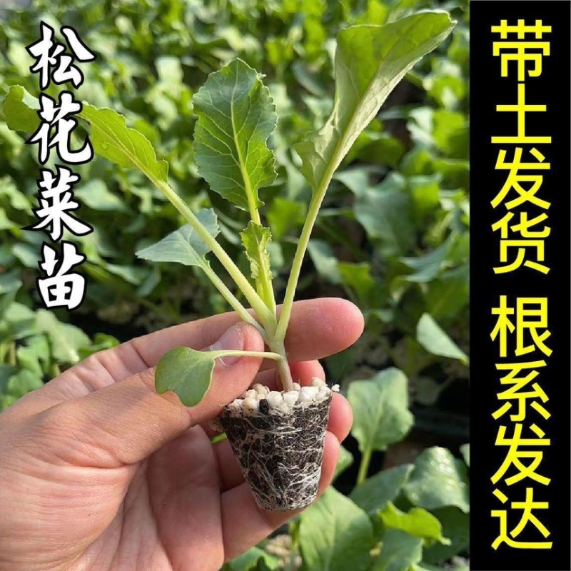六十天优质有机花菜苗专业育苗基地直发