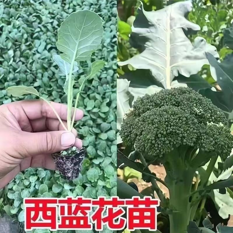 优质西兰花苗专业育苗基地直发
