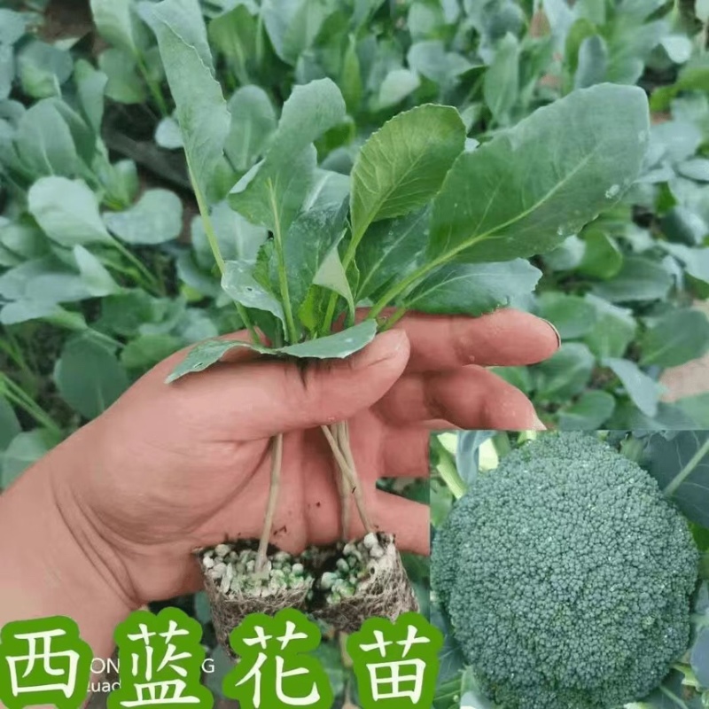 优质西兰花苗专业育苗基地直发