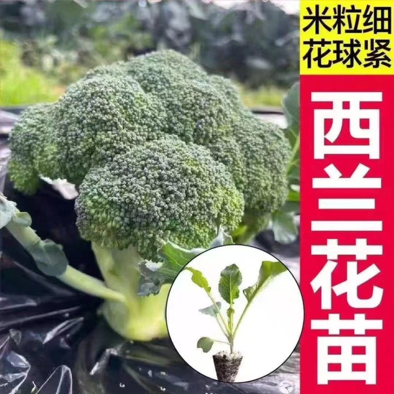 优质西兰花苗专业育苗基地直发
