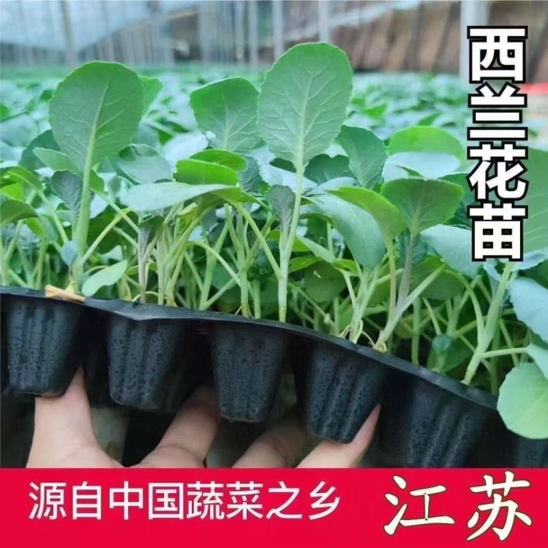 优质西兰花苗专业育苗基地直发