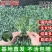 优质西兰花苗专业育苗基地直发