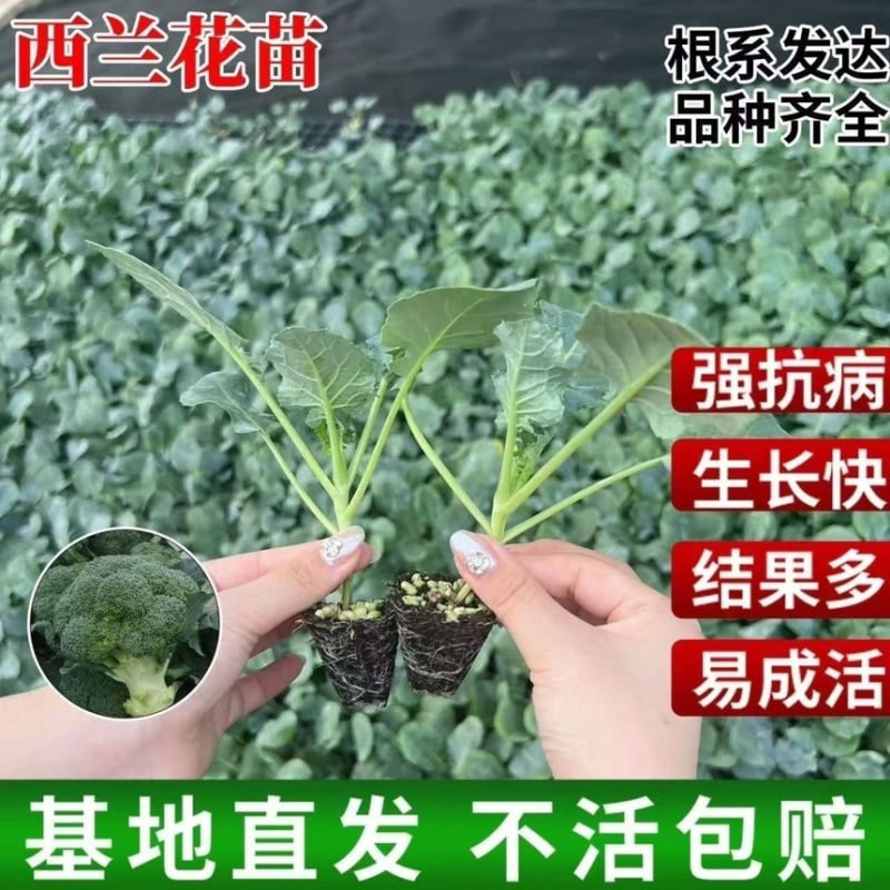 优质西兰花苗专业育苗基地直发