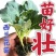优质西兰花苗专业育苗基地直发