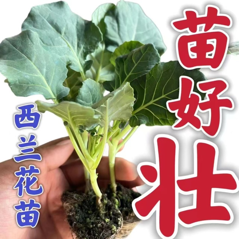 优质西兰花苗专业育苗基地直发