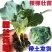 优质西兰花苗专业育苗基地直发