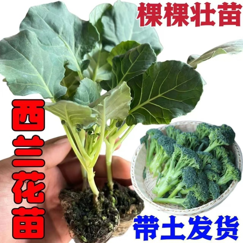 优质西兰花苗专业育苗基地直发