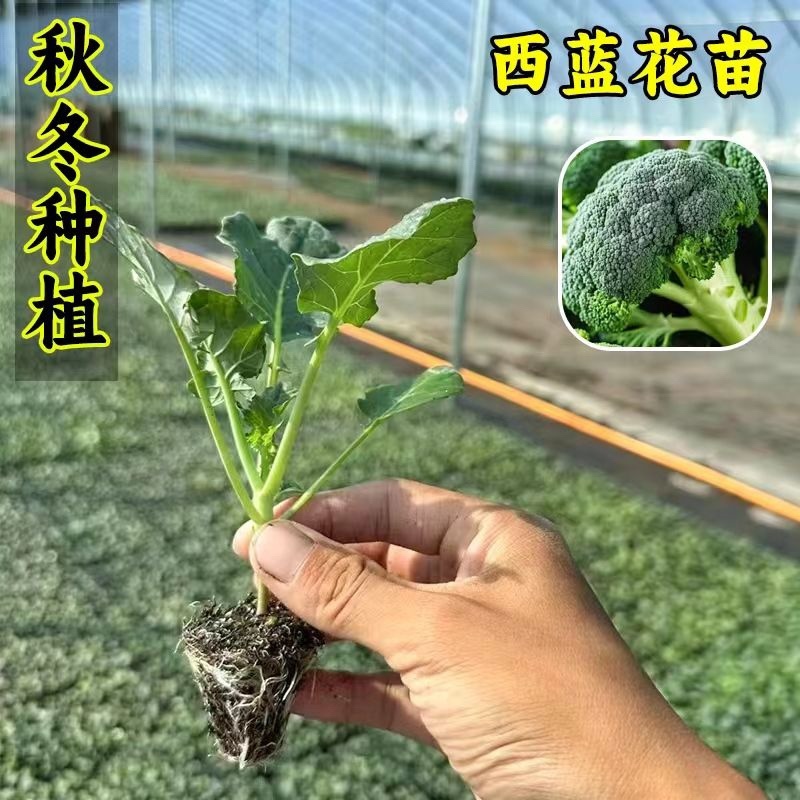 优质西兰花苗专业育苗基地直发