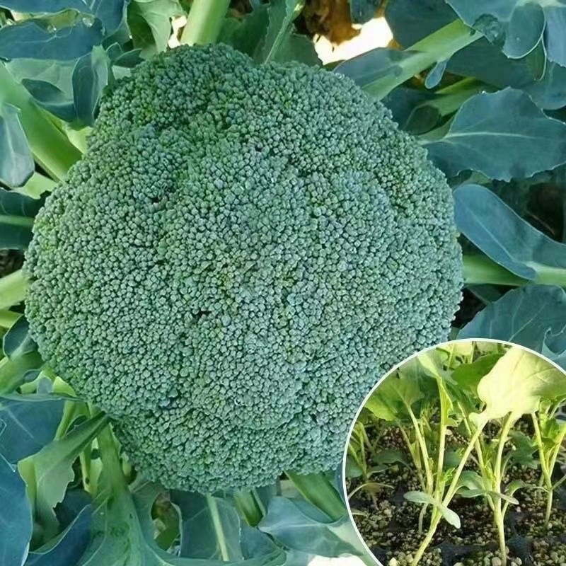优质西兰花苗专业育苗基地直发