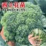 优质西兰花苗专业育苗基地直发