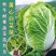 65天优质黄心大白菜苗专业育苗基地直发