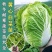 65天优质黄心大白菜苗专业育苗基地直发
