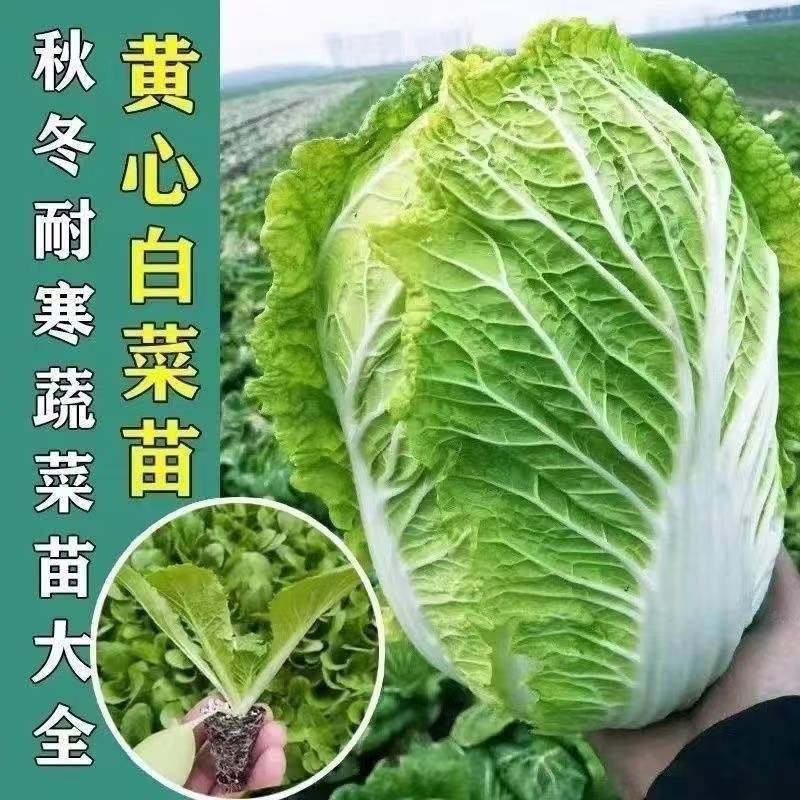 65天优质黄心大白菜苗专业育苗基地直发