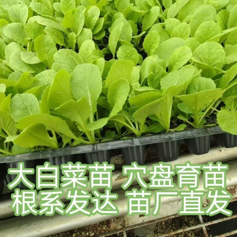 65天优质黄心大白菜苗专业育苗基地直发