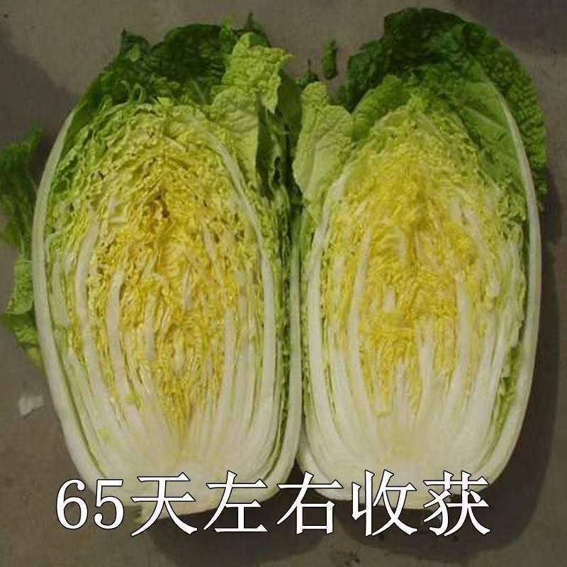 65天优质黄心大白菜苗专业育苗基地直发