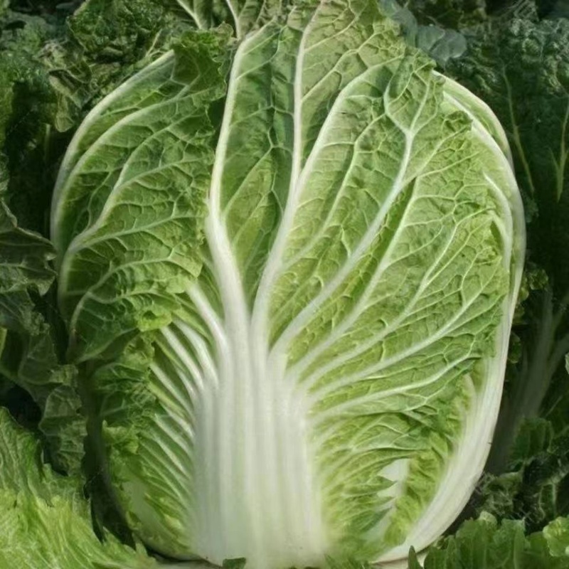 65天优质黄心大白菜苗专业育苗基地直发