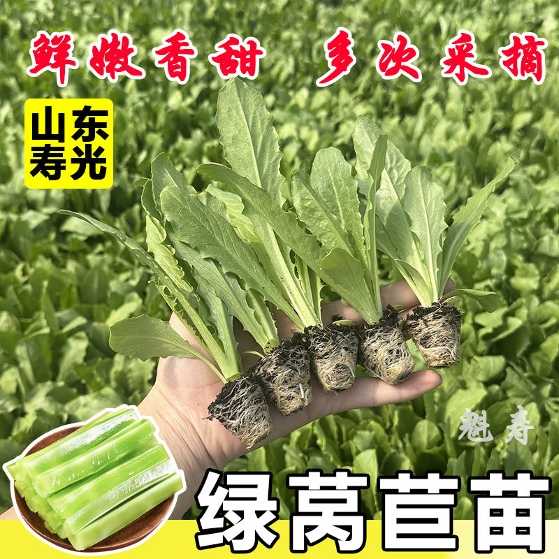 优质莴笋苗专业育苗基地直发