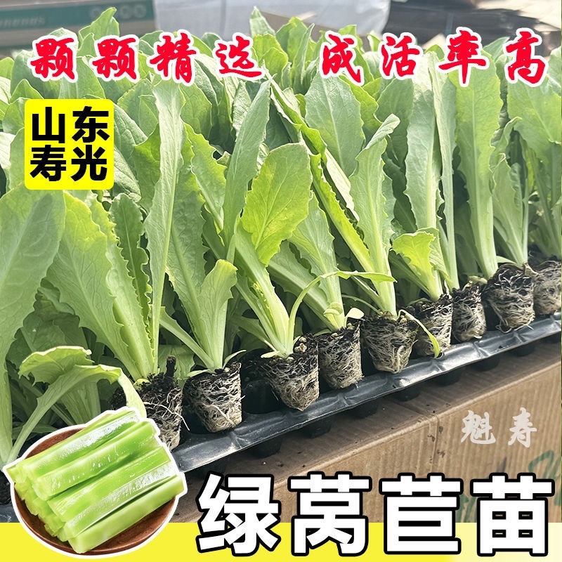 优质莴笋苗专业育苗基地直发