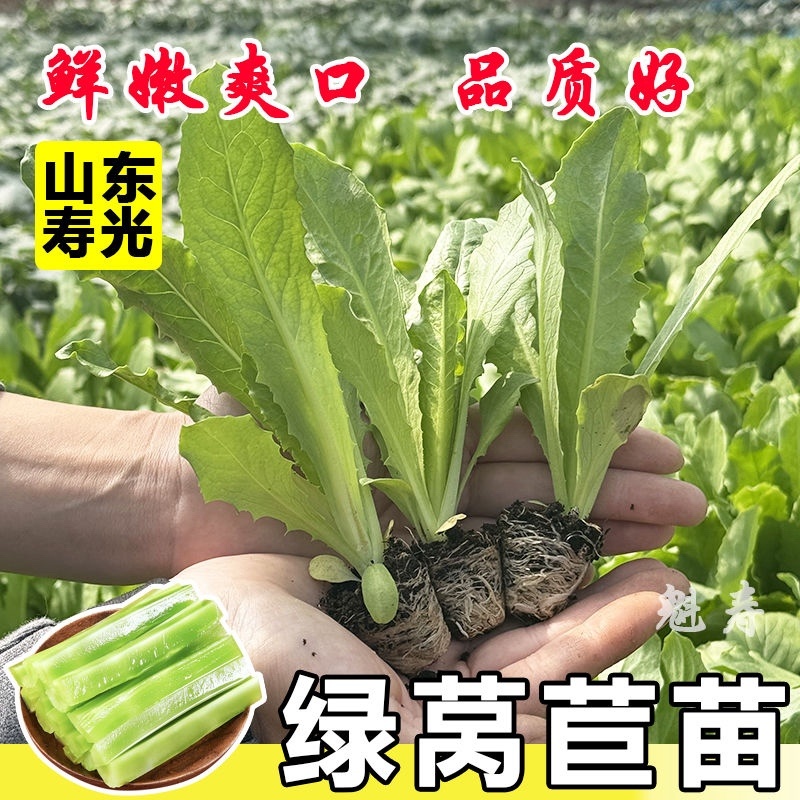 优质莴笋苗专业育苗基地直发