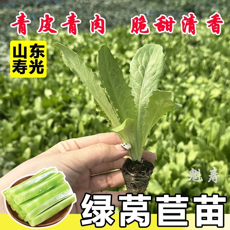 优质莴笋苗专业育苗基地直发