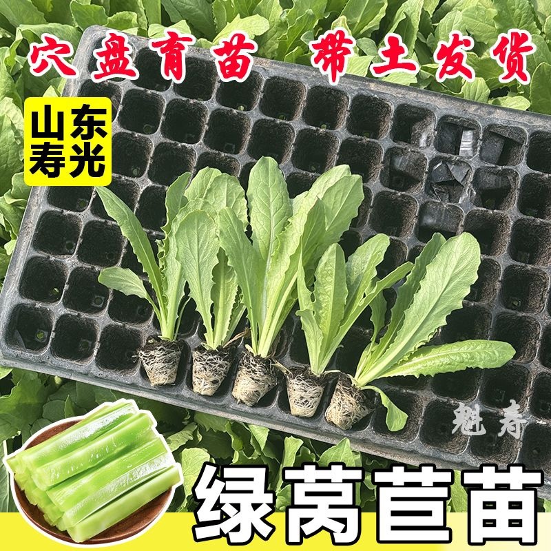 优质莴笋苗专业育苗基地直发