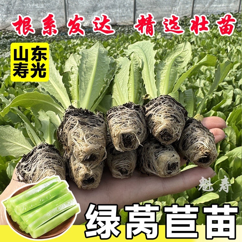 优质莴笋苗专业育苗基地直发