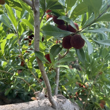 石屏杨梅东魁
