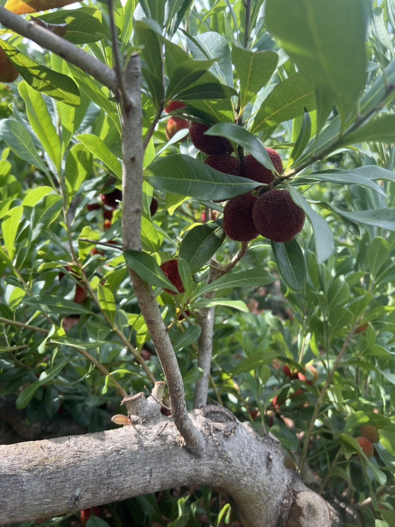 石屏杨梅东魁