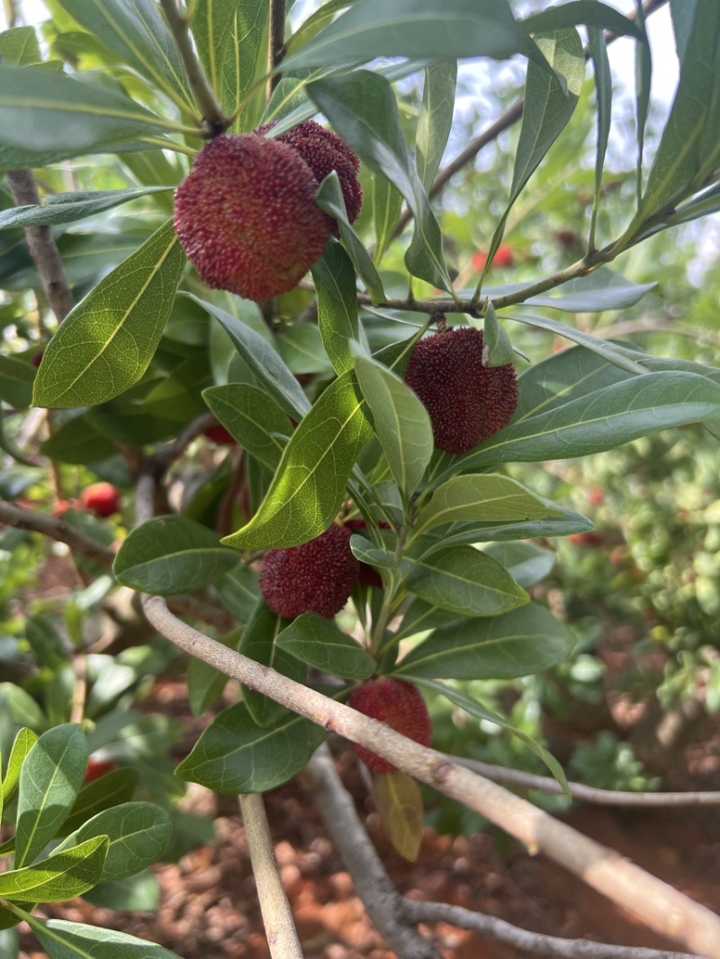 石屏杨梅东魁