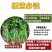 优质红薯苗专业育苗基地直发