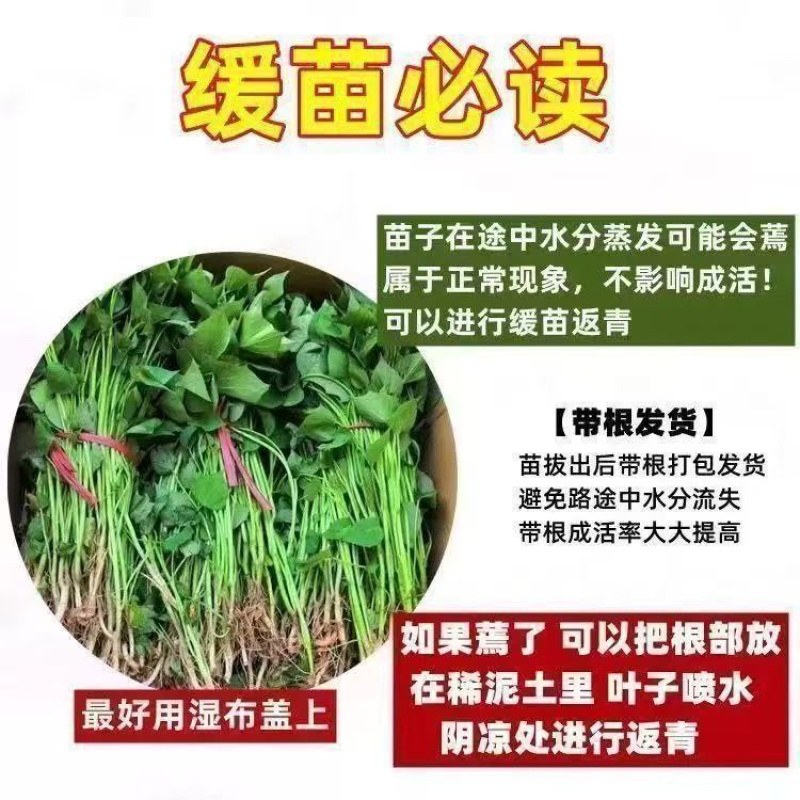 优质红薯苗专业育苗基地直发