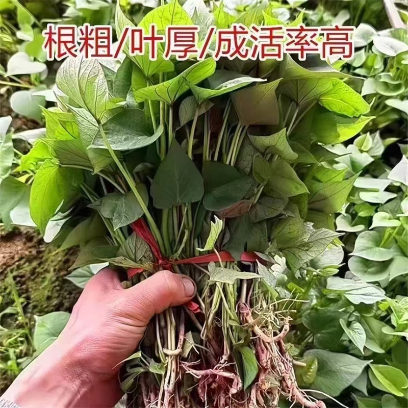 优质红薯苗专业育苗基地直发