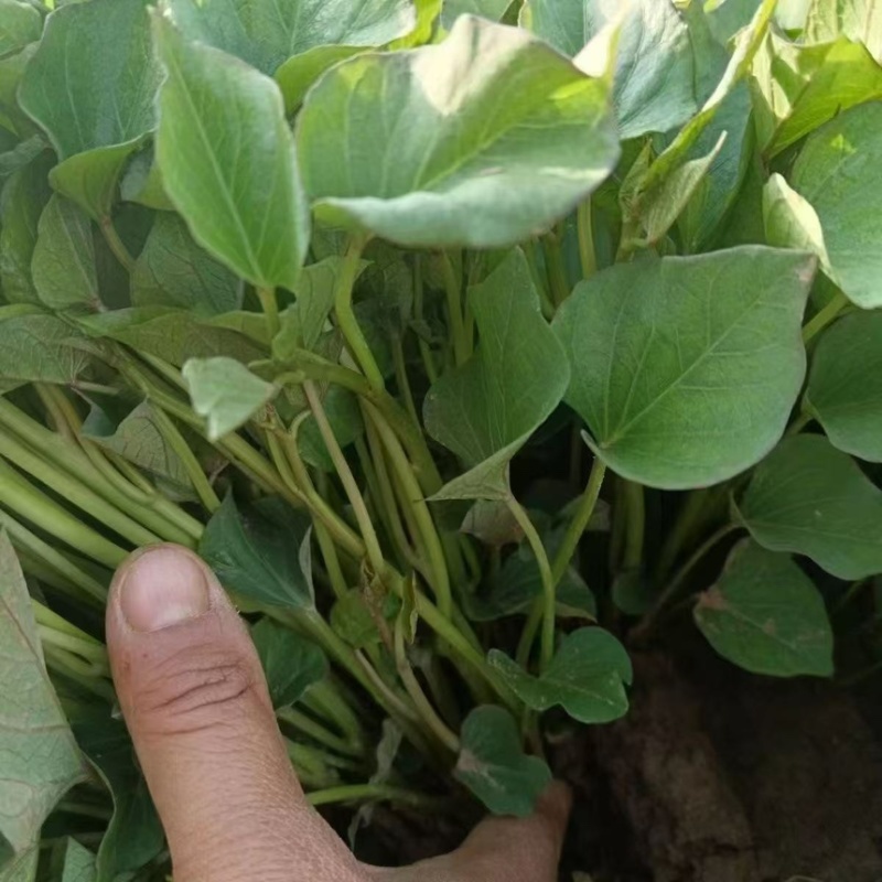 优质红薯苗专业育苗基地直发