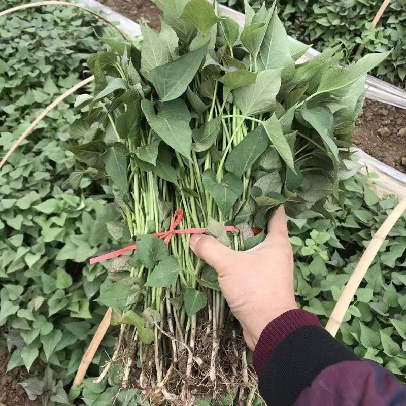 优质红薯苗专业育苗基地直发