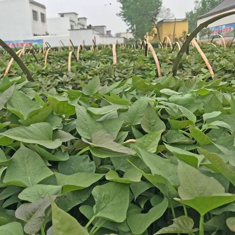 优质红薯苗专业育苗基地直发