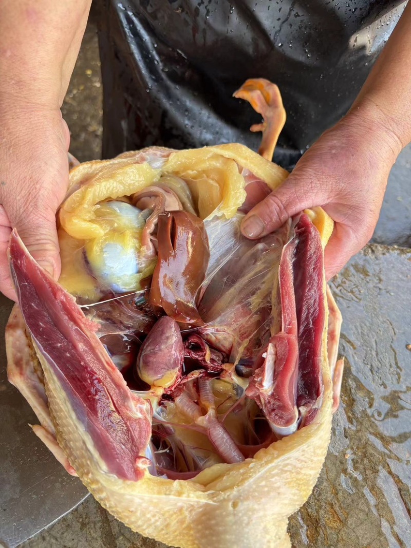 宜宾麻鸭老鸭子农场粮食喂养鸭子每天配送城区范围