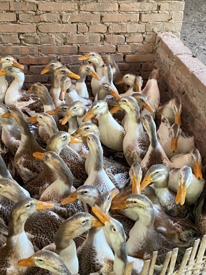 宜宾麻鸭老鸭子农场粮食喂养鸭子每天配送城区范围