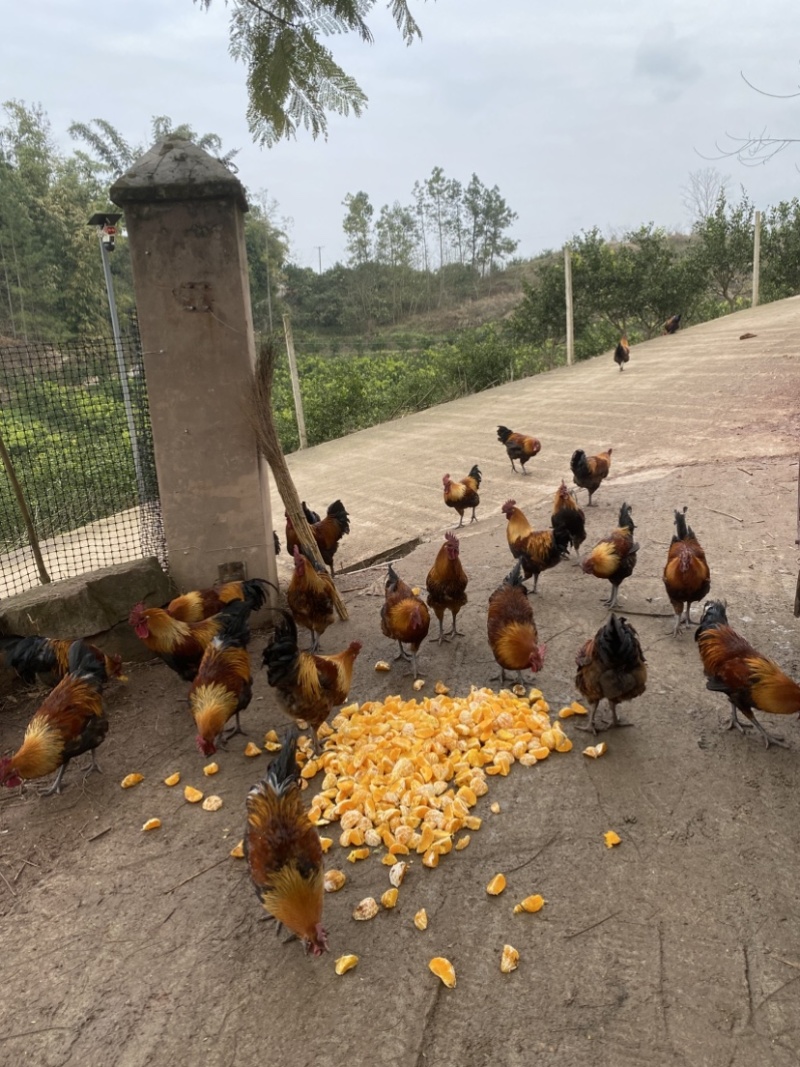 宜宾麻鸭老鸭子农场粮食喂养鸭子每天配送城区范围