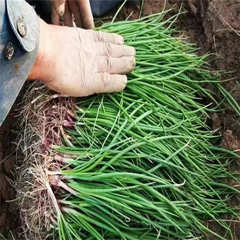 优质洋葱苗专业育苗基地直发